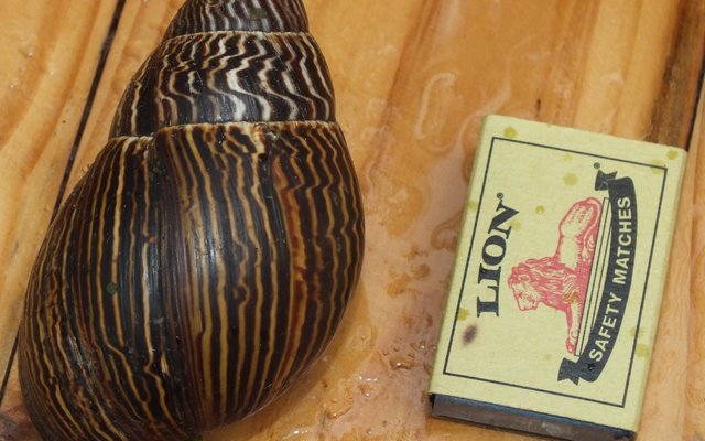 Eddie en Ansie Barnard was onlangs stomgeslaan oor die enorme slak in hulle tuin. Gansbaai Courant het â€˜n vorige keer volledig oor diÃ© groot knape berig. Die slakke is destyds deur dr Sirgel, â€˜n senior dosent aan die Universiteit van Stellenbosch se SoÃ¶logie-departement as die Agatina zebra geÃ¯dentifiseer. Hulle beweeg hoofsaaklik snags in die tuin rond om te wei, maar wanneer die son opkom is hulle geneig om na skuiling te soek. Hulle lÃª â€˜n hele bol eiertjies (gelerig) en wanneer die buitenste gedeeltes afval, is die klein slakkies byna so groot soos â€˜n mens se pinkienael.